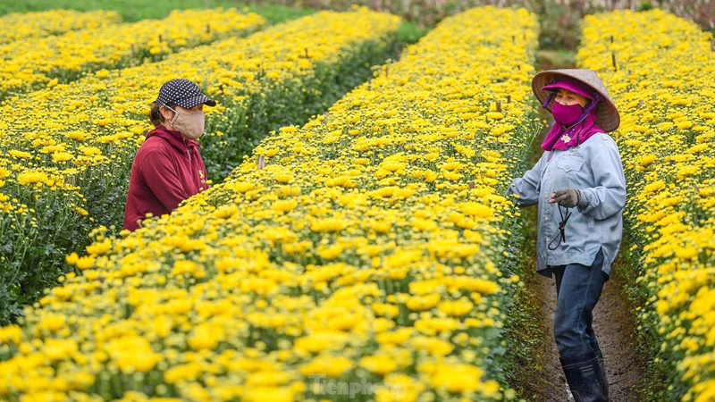 Khám Phá 8 Thiên Đường Hoa Sắc Màu Tại Hà Nội